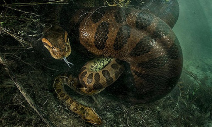 1. Trăn Anaconda - "Thuỷ quái" khổng lồ đáng sợ nhất sông Amazon: Rắn xanh Anaconda là loài rắn lớn nhất thế giới. Những con rắn cái có thể lớn hơn rắn đực với chiều dài 9m, nặng 250kg và đường kính cơ thể đạt 30cm.