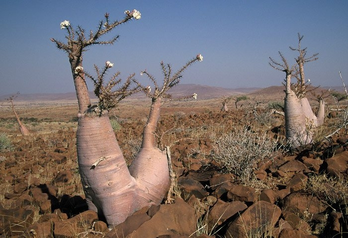 10. Cây Bottle, đảo Socotra. Sở dĩ có cái tên như vậy bởi loài cây này có hình dáng giống hệt như một chiếc lọ hoa. Phần thân dưới là hình chiếc lọ, thân trên xòe tán và nở hoa tuyệt đẹp. Tất cả hợp thành một chỉnh thể kỳ lạ, độc đáo nhưng rất có thẩm mỹ.