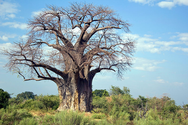 9. Cây bao báp ở Madagascar. Đây là loài cây được cho là loài cây kiêu ngạo nhất thế giới. Bởi dáng dấp kỳ lạ của mình, cây bao báo được cho là bị "trời đày", đầu cắm xuống đất, rễ chổng lên trời để gánh chịu gió mưa, chịu tội.