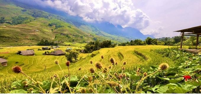 Mùa vàng rực rỡ ở Sa Pa. Khó có thể diễn tả hết cảnh đẹp vào mùa lúa chín ở đây. Tiềm ẩn trong mỗi bông lúa chín là vẻ đẹp của lao động, của công sức, mồ hôi của bà con người Mông, người Dao...