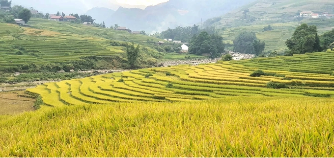 Sa Pa mùa lúa chín rơi vào thời điểm cuối tháng 8, đầu tháng 9. Vì mỗi năm chỉ có một vụ, nên đây là khoảng thời gian đẹp nhất và duy nhất trong năm có thể chiêm ngưỡng mùa vàng ở vùng cao Tây Bắc.