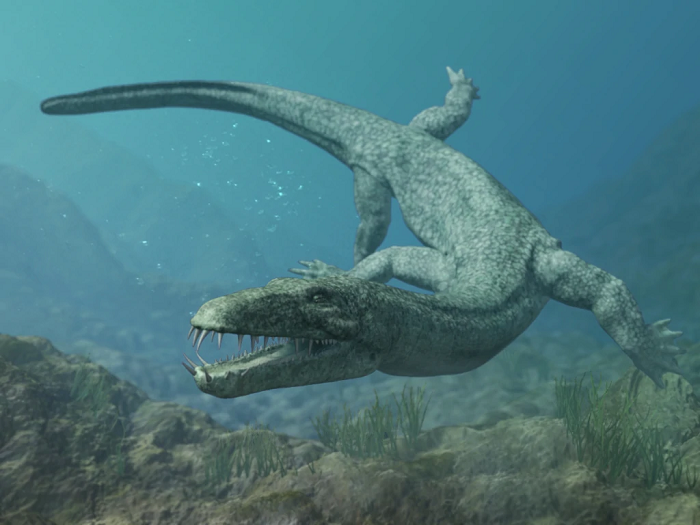Các bằng chứng hóa thạch cho thấy loài này sống ở kỷ Trias, cùng thời với ngư long Shastasaurus.