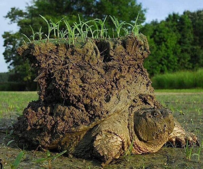 Chú rùa đang đội bùn đứng dậy.