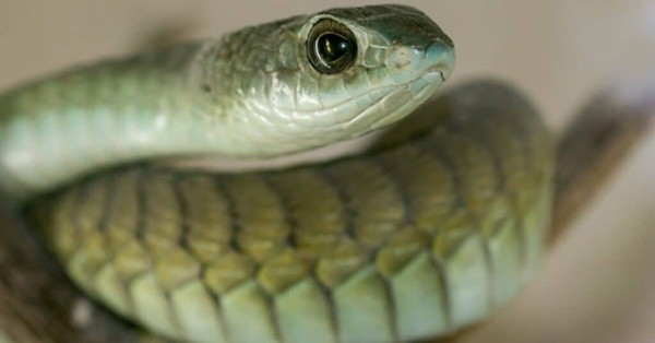 1. Rắn boomslang: Rắn boomslang, có thể được tìm thấy ở khắp Châu Phi nhưng chủ yếu sống ở Swaziland, Botswana, Namibia, Mozambique và Zimbabwe, là một trong những loài rắn độc nhất trong số những loài được gọi là rắn nanh sau, theo Bảo tàng Động vật học của Đại học Michigan.