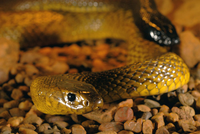 5. Rắn taipan nội địa: Rắn taipan nội địa là một trong những loài rắn độc nhất, có nghĩa là chỉ cần một chút nọc độc rắn có thể giết chết con mồi (hoặc nạn nhân là con người). Chúng sống ẩn mình trong các khe đất sét của vùng ngập lũ Queensland và Nam Australia, thường nằm trong các hang được đào sẵn của các loài động vật khác.