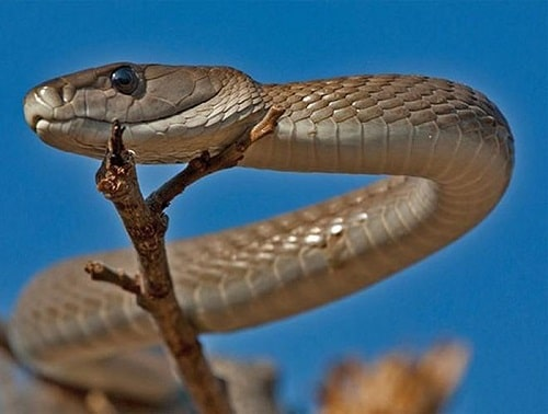 2. Rắn mamba đen: Loài rắn nguy hiểm nhất Châu Phi - rắn mamba đen - có thể giết chết một người chỉ với hai giọt nọc độc. Rắn mamba đen thực ra có màu nâu, dài trung bình khoảng 2,5m và có thể di chuyển với vận tốc 19km/h.