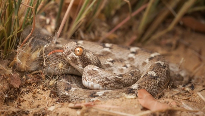 6. Rắn Viper vảy cưa: Loài rắn Viper vảy cưa là thành viên nhỏ nhất trong nhóm "Bộ Tứ" ở Ấn Độ, thường xuyên chịu trách nhiệm cho các trường hợp tử vong liên quan tới rắn cắn tại quốc gia này. Khi cảm thấy bị đe dọa, loài rắn này phát ra tiếng "xèo xèo" bằng cách cọ xát các vảy đặc biệt, có hình răng cưa của chúng.