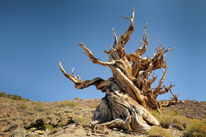 4. Cây thông Bristlecone: Đây là loài cây được cho là "mộc tinh" bởi khả năng sống lâu, thọ ngang cùng trời đất.