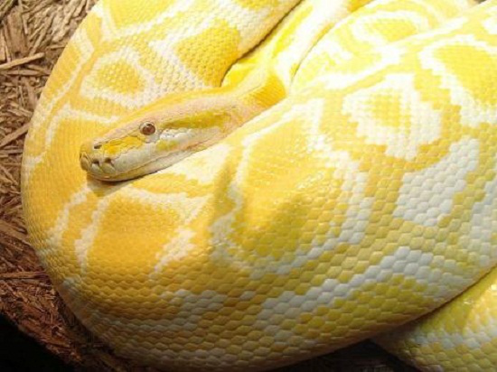 2. Trăn Myanmar (Amelanistic Burmese Python) sở hữu cơ thể vàng đặc biệt, có thể dài tới 6m là một trong những loài trăn lớn nhất.