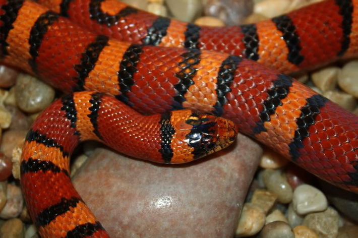 6. Rắn sữa Honduras (Honduran Milk Snake) sống chủ yếu ở Honduras và Nicaragua, Trung Mỹ. Chúng là loài rắn sặc sỡ và không có nọc độc.