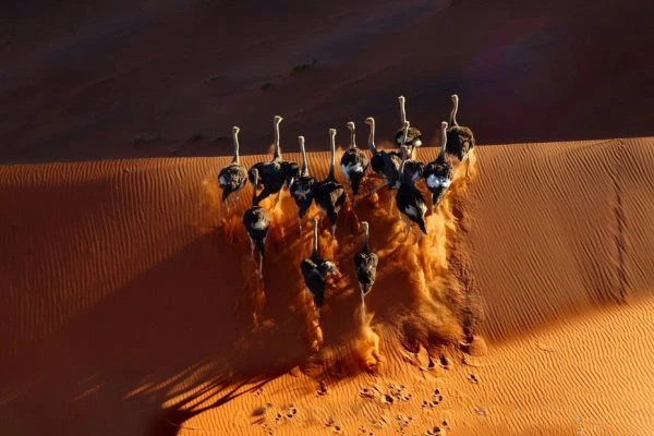 Quần thể động vật tại sa mạc Namib cũng khác lạ. Hầu hết chúng là động vật chân khớp và động vật nhỏ - những loài có thể thích nghi ở vùng đất cằn cỗi.