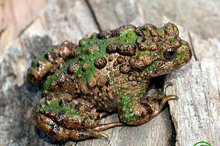 8. Rùa lá ngực đen: Rùa lá ngực đen, tên tiếng Anh là Vietnamese leaf turtle, là một trong những loài rùa nhỏ nhất trên thế giới. Khi trưởng thành, rùa đực thường chỉ đạt chiều dài từ 7-11cm và nặng 90-125 gram, rùa cái nặng hơn một chút từ 150-190 gram.