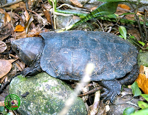 10. Rùa đầu to: Với cái đầu rất to và cái đuôi dài quá khổ, rùa đầu to (Platysternum megacephalum) là một trong những loài rùa xấu xí nhất trong họ nhà rùa.