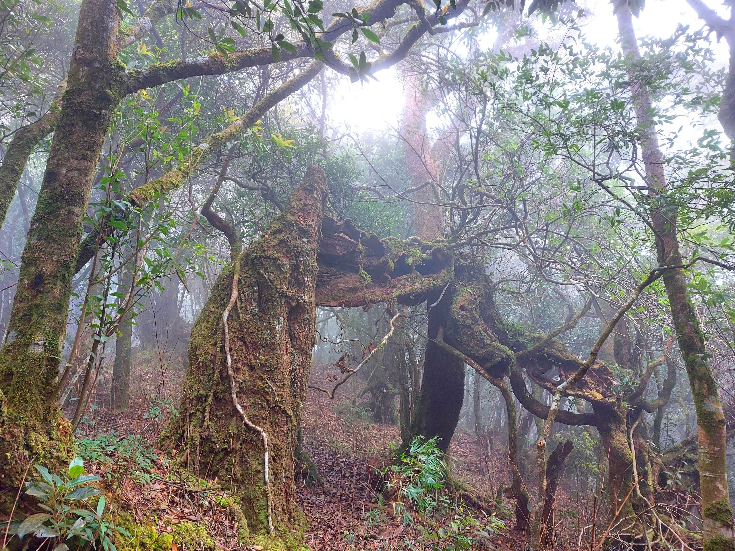 Vườn Quốc gia Vũ Quang – “lá phổi xanh” của Hà Tĩnh