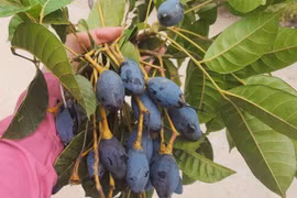 Loại quả ví như 'vàng đen' ở Hà Tĩnh nhộn nhịp vào mùa thu hoạch