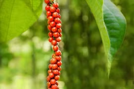 Vì sao hồ tiêu được coi là "vàng đen" từng làm thay đổi lịch sử thế giới?