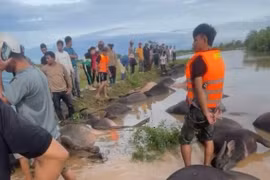 Hàng chục con trâu của nông dân Đắk Lắk chết do bị chìm trong nước lũ