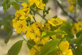 Sắc mai vàng ấm làng quê dưới chân núi Hoành Sơn ngày giáp Tết