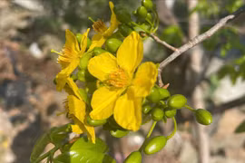 Mai vàng Hoành Sơn nở rộ sắc xuân