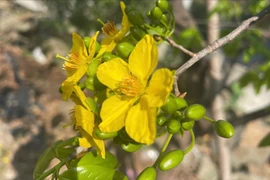 Mai vàng Hoành Sơn nở rộ sắc xuân