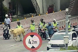 Bò lạc đàn, gây náo loạn hầm lớn nhất Đông Nam Á