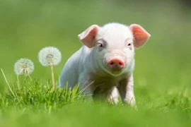 Định sẵn số Trời, 3 con giáp mở cổng tiền tài 100 ngày tới