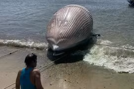 Phát hiện xác cá voi nặng gần 8 tấn ở vùng biển Lâm Đồng