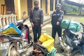 Bắt giữ vụ vận chuyển trái phép gỗ quý mán đỉa ở Quảng Trị