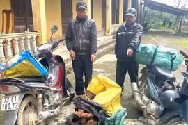 Bắt giữ vụ vận chuyển trái phép gỗ quý mán đỉa ở Quảng Trị