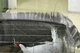 Vụ 6 năm tù vì nuôi gà lôi trắng: Xem xét lại toàn bộ vụ án và bản án sơ thẩm