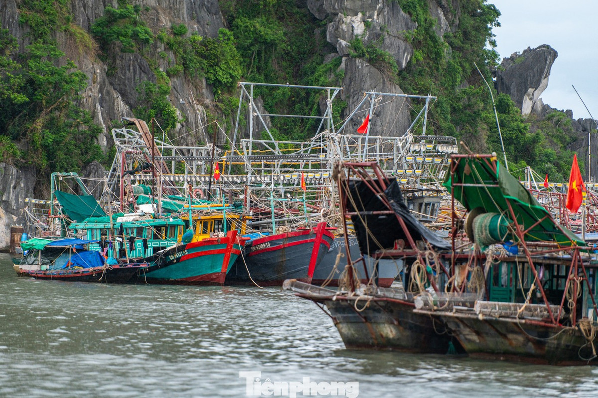 Ghi nhận của Báo Tiền Phong tại dọc đường bao biển Trần Quốc Nghiễn, phường Hạ Long, tỉnh Quảng Ninh, từng nhóm tàu đánh bắt thủy hải sản, tàu chở hàng và tàu du lịch... đều tìm các vị trí sau vách núi để tránh bão.