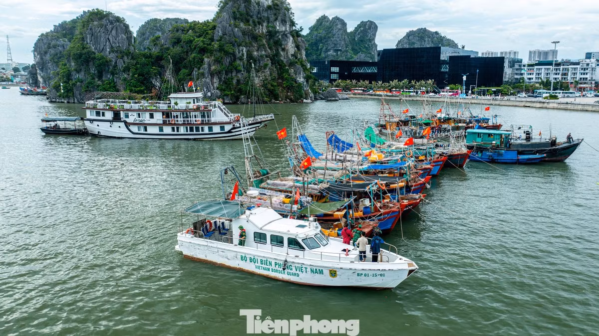 Trung tá Nguyễn Văn Hiệu, Phó Hải đội trưởng Hải đội biên phòng 2, Bộ đội biên phòng tỉnh Quảng Ninh, cho biết: Để đảm bảo an toàn cho người dân và phương tiện, chúng tôi bố trí 100% quân số trực, huy động 7 tàu, 5 xuồng cùng duy trì 2 tổ công tác thường xuyên làm nhiệm vụ. Các tổ công tác trực tiếp đến từng khu vực, có tàu thuyền neo đậu để kêu gọi, hướng dẫn tàu thuyền khẩn trương vào khu neo đậu an toàn. Đảm bảo đầy đủ trang thiết bị tìm kiếm cứu hộ cứu nạn. Đồng thời, thực hiện nghiêm việc duy trì liên lạc thông qua hệ thống thông tin điện đàm trên tàu để xử lý khi có tình huống xảy ra.
