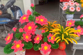 Giới trẻ rần rần 'bắt trend' hoa kẽm nhung chơi Tết vừa rẻ vừa sang