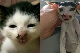 Netizen cười bò trước những chú mèo có ngoại hình ‘xấu lạ’