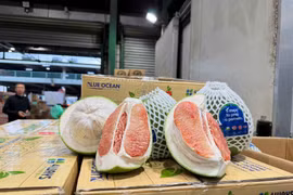 Bưởi Việt chính thức 'đặt chân' Australia, bước ngoặt cho nông sản xuất khẩu