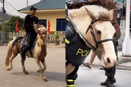 Chú ngựa Út Ngáo nổi tiếng trong những đợt diễu binh