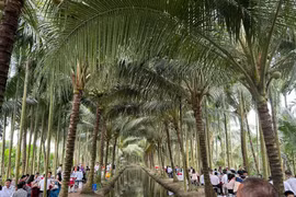 Đám cưới độc đáo tổ chức ở vườn dừa 10.000m² viral mạng xã hội