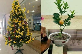Cây cảnh 'đột biến' mùa Tết khiến dân mê cười nghiêng ngả