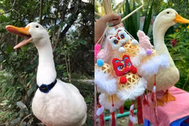 Chú vịt Việt Nam nổi tiếng khắp châu Á qua đời