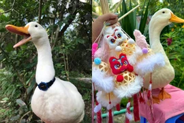 Chú vịt Việt Nam nổi tiếng khắp châu Á qua đời