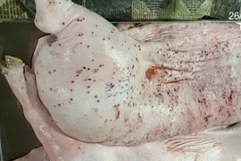 Heo bệnh ở cơ sở gia công C.P. VN sao có dấu được lưu thông?