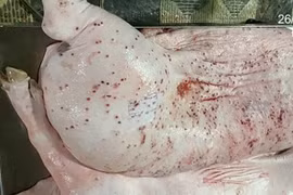 Heo bệnh ở cơ sở gia công C.P. VN sao có dấu được lưu thông?