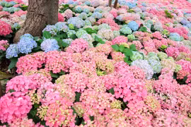 Hà Nội rực rỡ sắc hoa Cẩm Tú Cầu khiến người đi đường cứ ngỡ như Đà Lạt