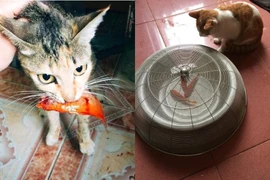 Netizen bật cười trước hình ảnh mèo nhăm nhe 'cỗ xe' ông Táo