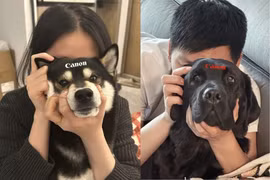 'Hội con sen' đu trend khoe chiếc máy ảnh bằng thú cưng