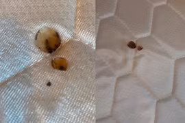 Tranh cãi việc khách phải bồi thường 4,8 triệu cho khách sạn