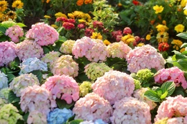 'Dụi mắt' ngắm thảm hoa đẹp lung linh bên hồ Gươm