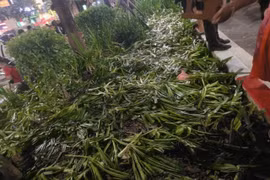 Luống cây bị giẫm nát sau khi xem hợp luyện diễu binh, diễu hành