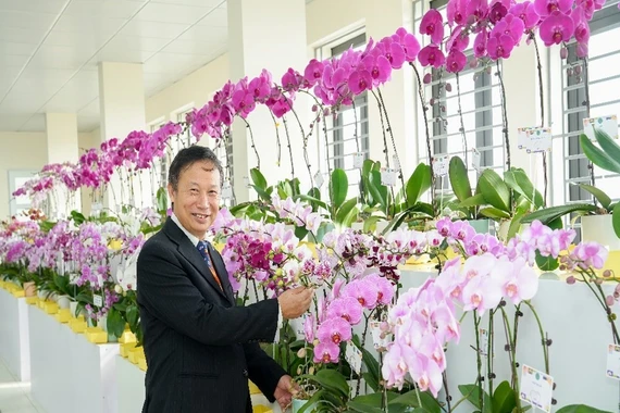 Bí quyết chăm lan hồ điệp tươi suốt Tết, bung hoa rực rỡ năm sau