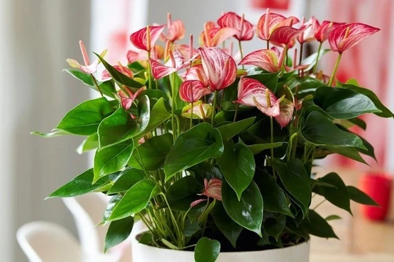 Tại sao hồng môn được ưa chuộng trong phong thủy năm mới?